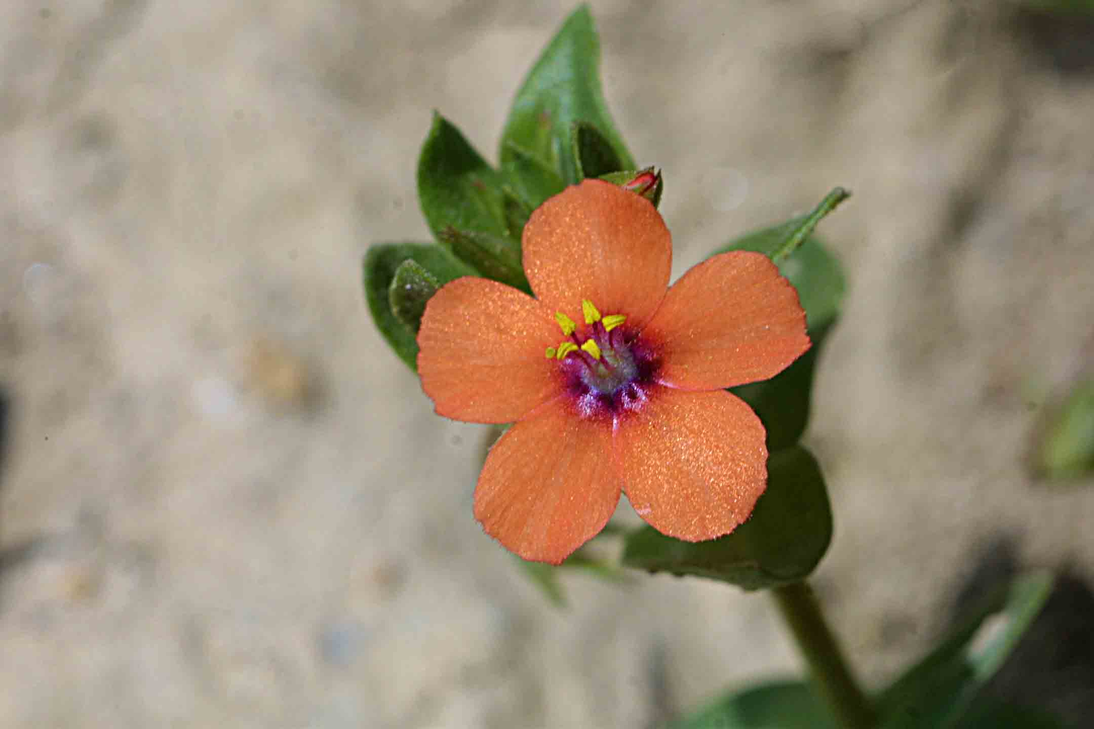 Un fiorellino microscopico.. Anagallis arvensis